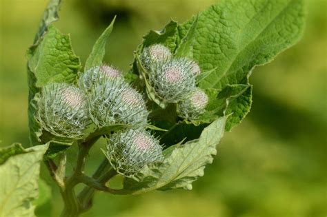 Burdock Plant Wild Free Photo On Pixabay Pixabay