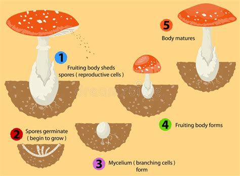 Fungi Life Cycle Stock Illustration - Image: 40829560