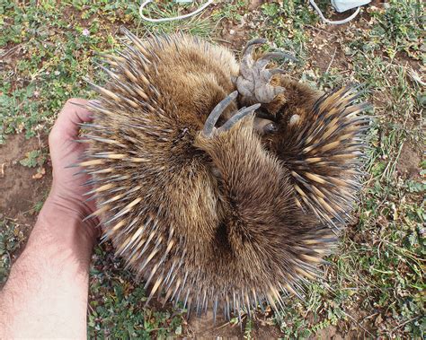 Echidna Rolled Over Tachyglossus Aculeatus Short Beaked E Flickr