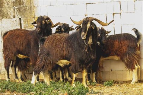 Spanish Goat: Breed Info, Characteristics, and Care