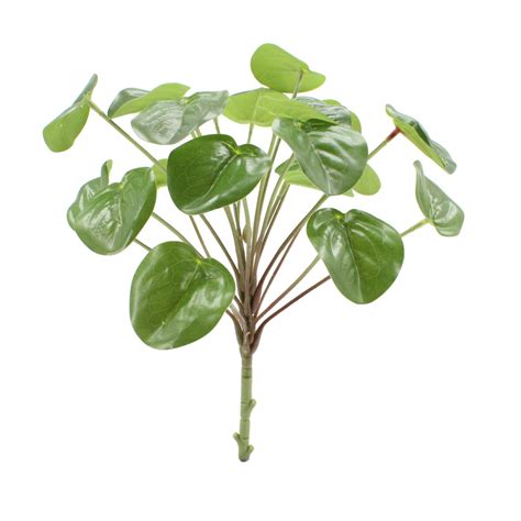 Arbusto de imitación Pilea Peperomioides Fabricante de plantas y