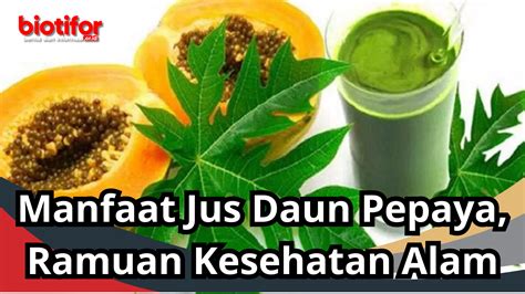 11 Manfaat Bunga Pepaya Bagi Kesehatan Dan Cara Mengolahnya Biotifor