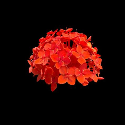 Ixora Red Flower PNG Images Transparent HD Photo Clipart Flower Png