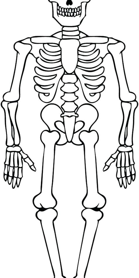 Axial Skeleton Coloring Pages At Free Printable