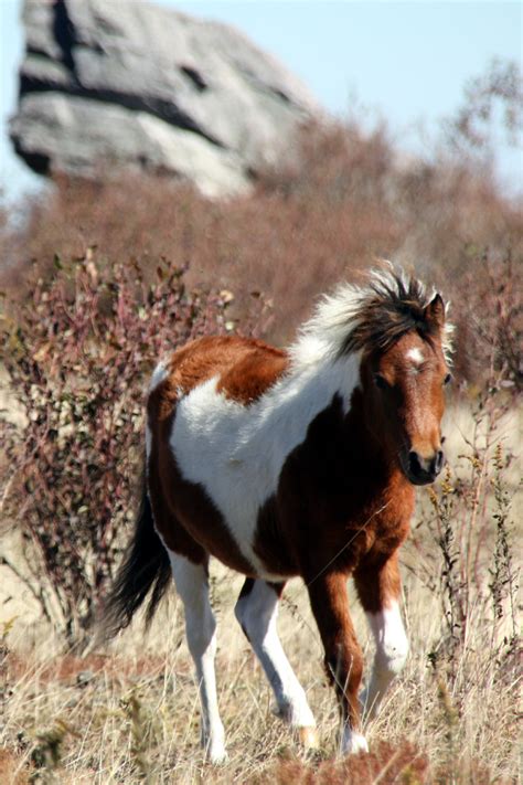 The Adventures of Bushwhack Jack: The Wild Ponies at Grayson Highlands