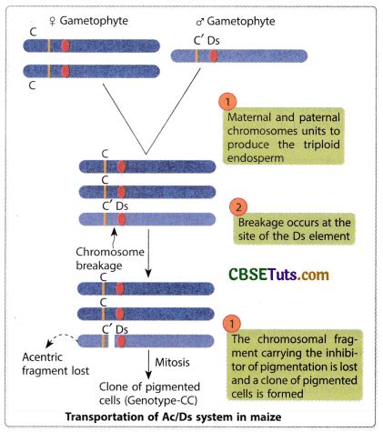 Concept of Alleles - Definition, Types, Characteristics, Examples | Human Genome Project - CBSE Tuts