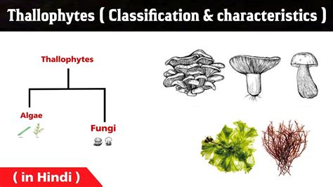 What is the thallophytes ? | general characters | algae and fungi | thallophyta in Hindi - YouTube