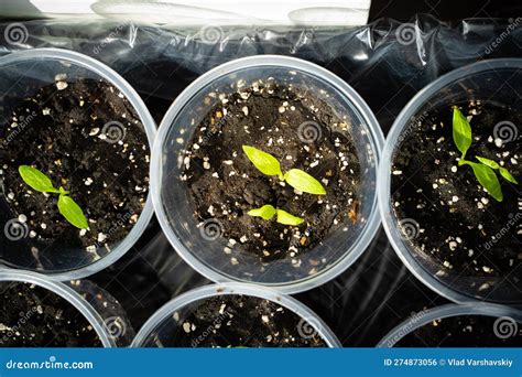 Eggplant Seedling Close Up Germination Of Vegetable Seeds In Plastic