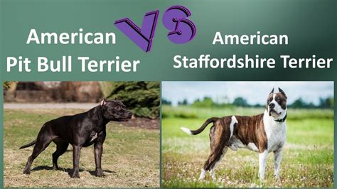 American Pit Bull Terrier Vs American Staffordshire Terrier Breed