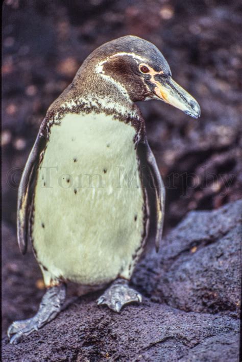 Galapagos Penguin – Tom Murphy Photography