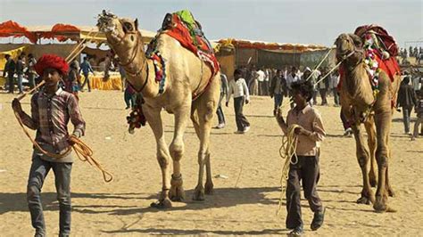 Camel to become Rajasthan's state animal – India TV