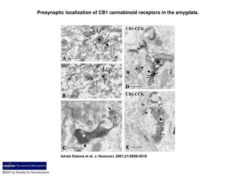 Presynaptic Localization Of Cb Cannabinoid Receptors In The Amygdala