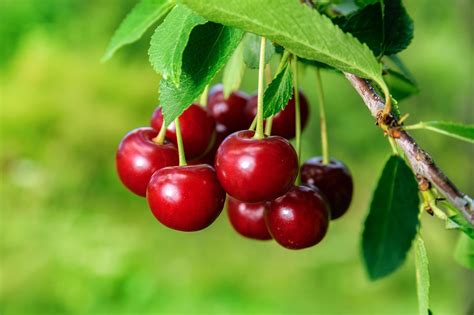 Cherries Fruits Cherry Tree - Free photo on Pixabay