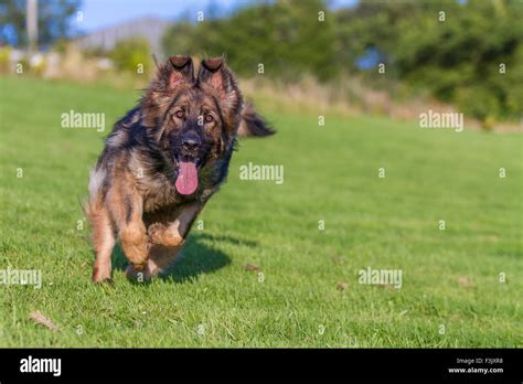 Alsatian Dog Charging Towards Camera Front Feet In The Air Stock Photo