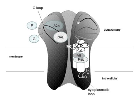 Schematic Representation Of A Nicotinic Acetylcholine Receptor