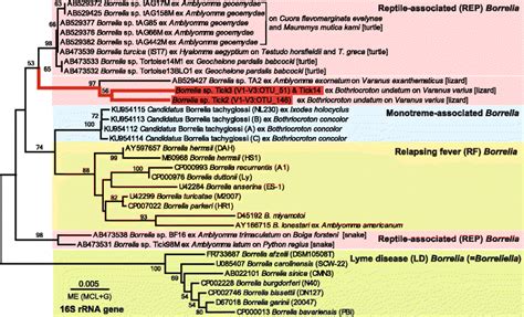 The Evolutionary History Of The Reptile Associated Borrelia 16S RRNA