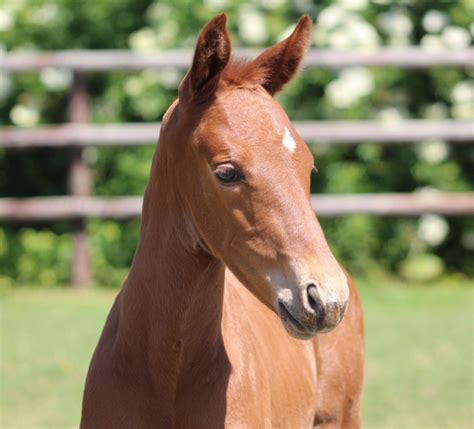 Le Haras Des Coudrettes Call Me Express HDC