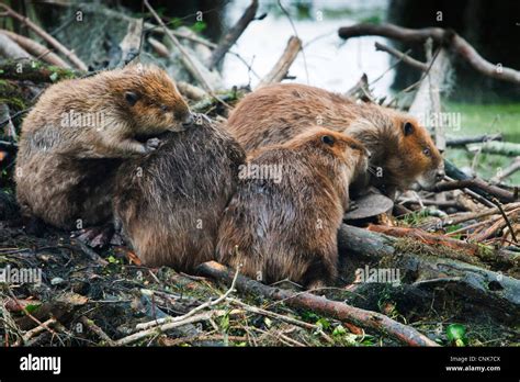 North America Usa Texas Caddo Lake American Beaver Castor