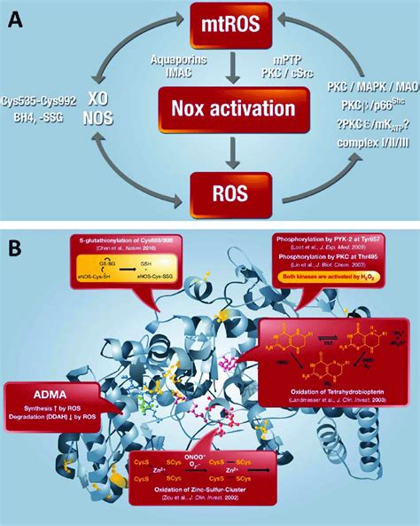 1 A Crosstalk Between Different Sources Of Ros And Rns Download Scientific Diagram