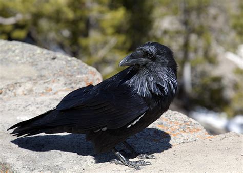 Raven Photos © John William Uhler - Yellowstone Up Close and Personal