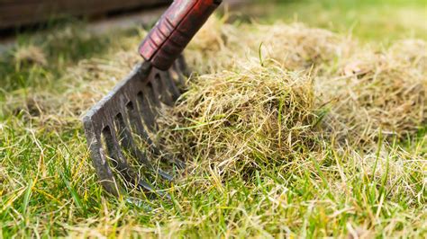 Does Your Lawn Have Too Much Thatch Build Up Heres How To Find Out