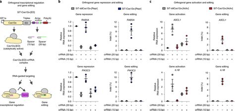 Orthogonal Transcriptional Gene Regulation And Editing A Schematic Of