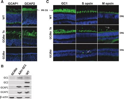 Expression Of GCAPs And Cone Opsins In AAV Treated P40 GCdko Retinas