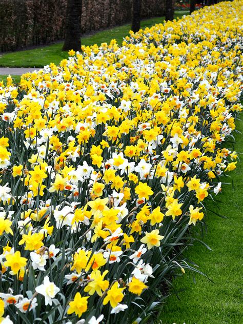 Daffodil Naturalizing Landscaper Mix Dutchgrown™ Top Quality