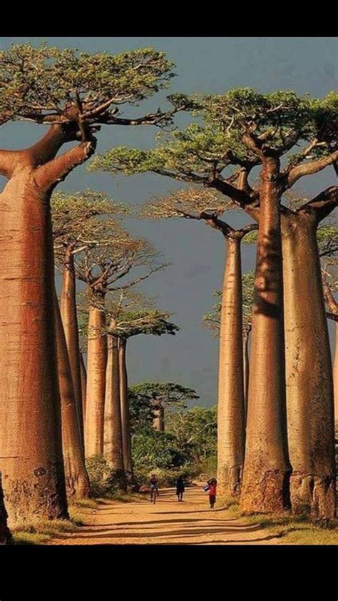 Amazing trees around the world 🌲🌴🌳 | Exotic places, Places to travel ...