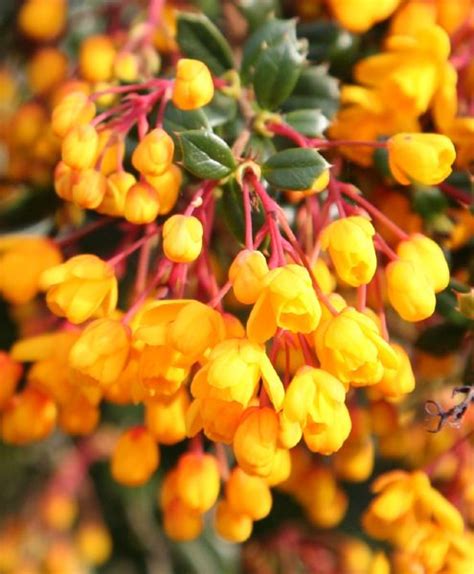 Berberis Darwinii Darwins Barberry Pollinator Garden Plants