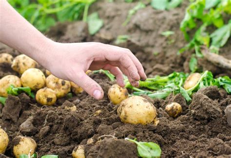 Colhendo Batatas No Campo O Mecanismo Da Batata Que Colhe No Trabalho