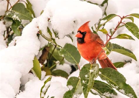 Cardinal Behavior - AnimalBehaviorCorner