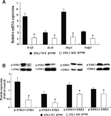 Effect Of Tpl2 Ablation On Hepatic Mrna Expression Of Genes Related To