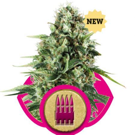 Royal AK RQS 4 Planets Smartshop Seedshop