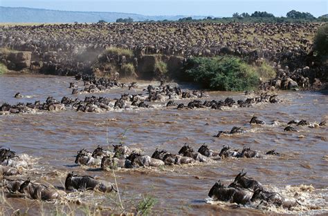 How 2 Million Pounds of Rotting Flesh Helps the Serengeti