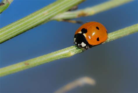 Image Libre Coccinelle Insecte Macro Ros E Col Opt Re Biologie