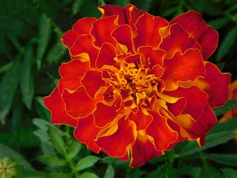 Single Safari Red Marigold Photograph By Arlane Crump Fine Art America