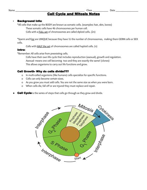 SOLUTION: Cell cycle and mitosis fill in notes docx - Studypool