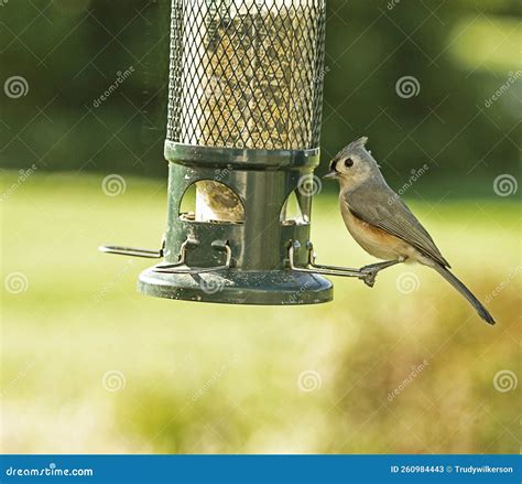 Titmouse Bird Isolated On White Royalty Free Stock Photography