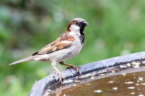 House Sparrow