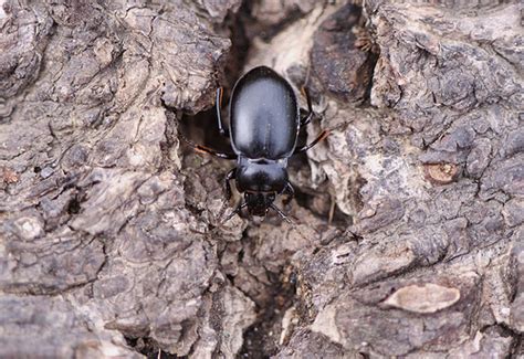 Small House Beetles Identification