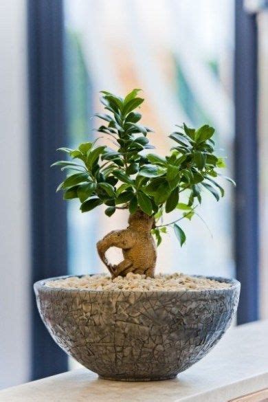 Per Entrare Nel Mondo Del Bonsai Il Ficus Ginseng Guida Giardino