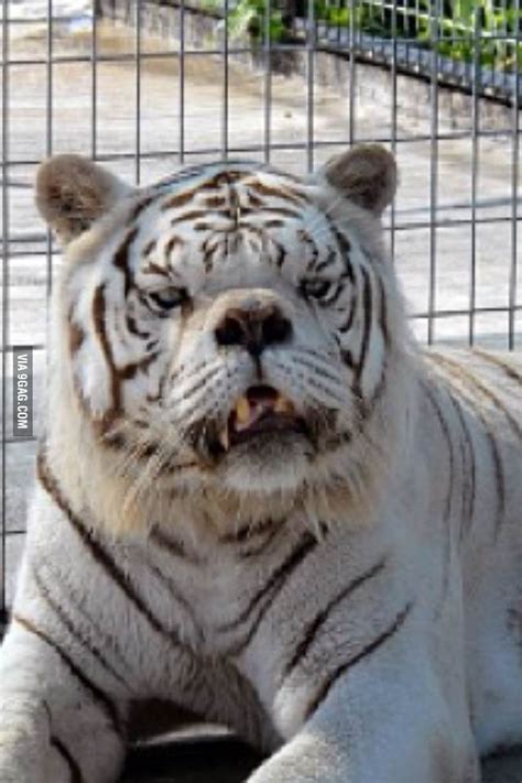 Kenny, the first tiger with Down syndrome - 9GAG