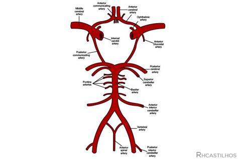 Legendary Gymnast Dies of Basilar Artery Stroke | MedPage Today Subclavian Artery, Vertebral ...