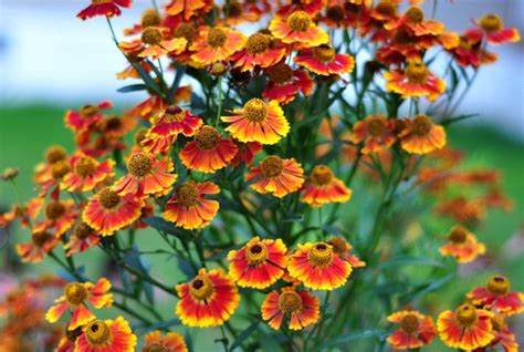 Achooo! or One of my favorite flowers: Helenium - The Creekside Cook