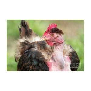 Naked Neck Chicken Photograph By Jeannette Hunt Fine Art America