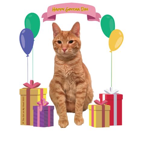 Ingenious Ways To Celebrate Your Cat On Their Birthday Or Gotcha Day