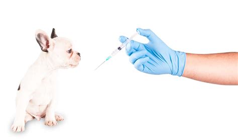 Preventing Over-Vaccination in Dogs & Real Dangers of Puppy Vaccines