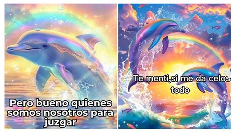 Symphony Dolphin Origen Y Explicación De Los Memes De Delfines Que