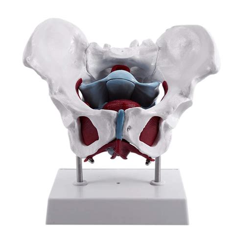 Buy Female Pelvis With Organs Life Size Pelvic Floor Muscle Model